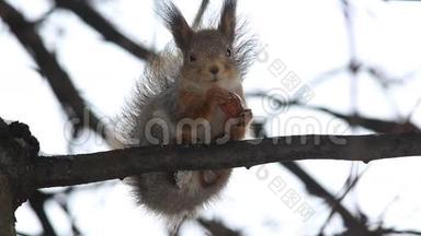 红松鼠或欧亚红松鼠，落在树枝上吃坚果
